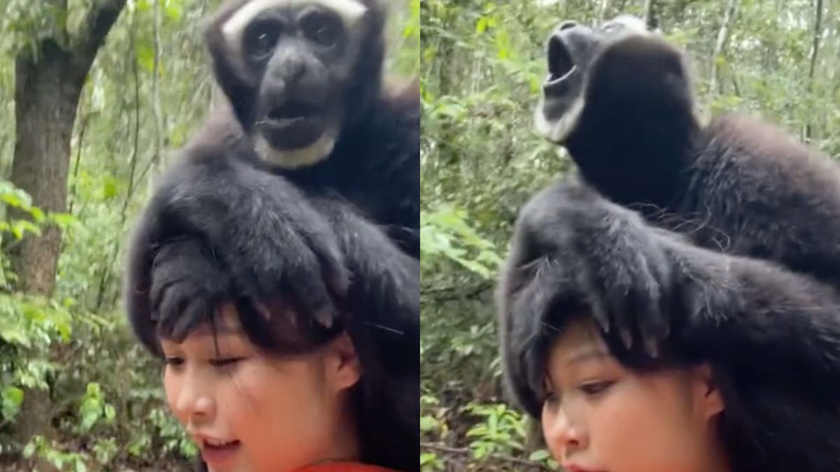 Maak je wandeling 900 keer leuker met dit Gibbon-wandelmaatje