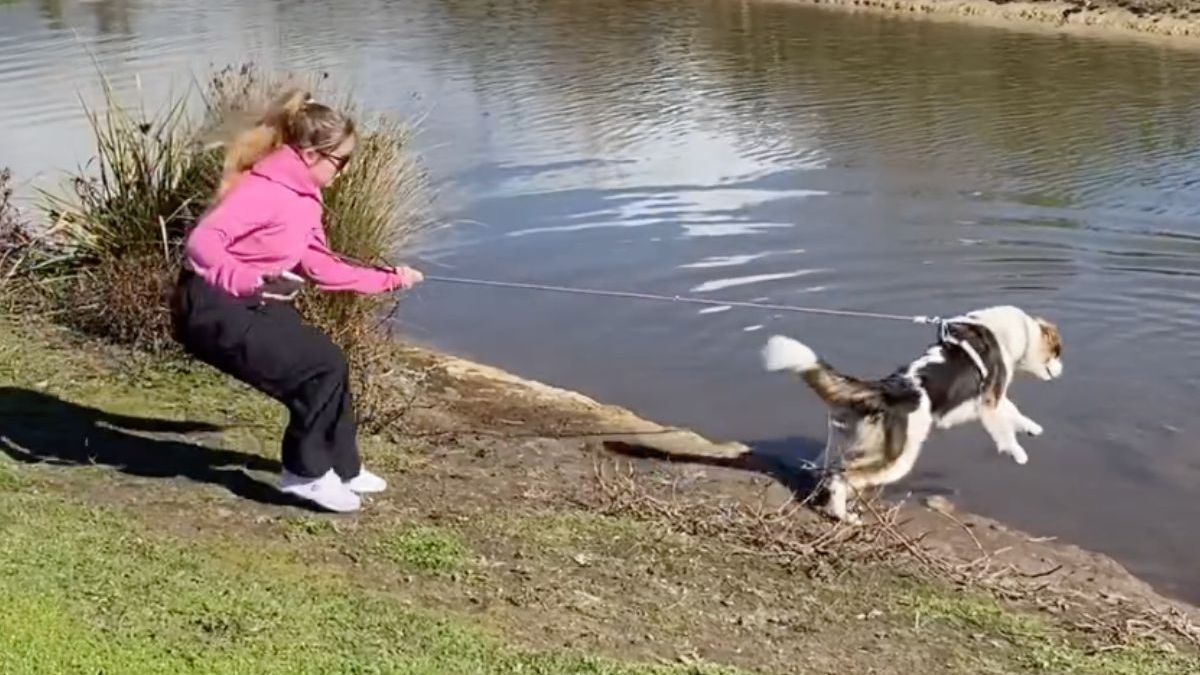 Hond is toch wel heel erg geïnteresseerd in een zwarte zwaan...