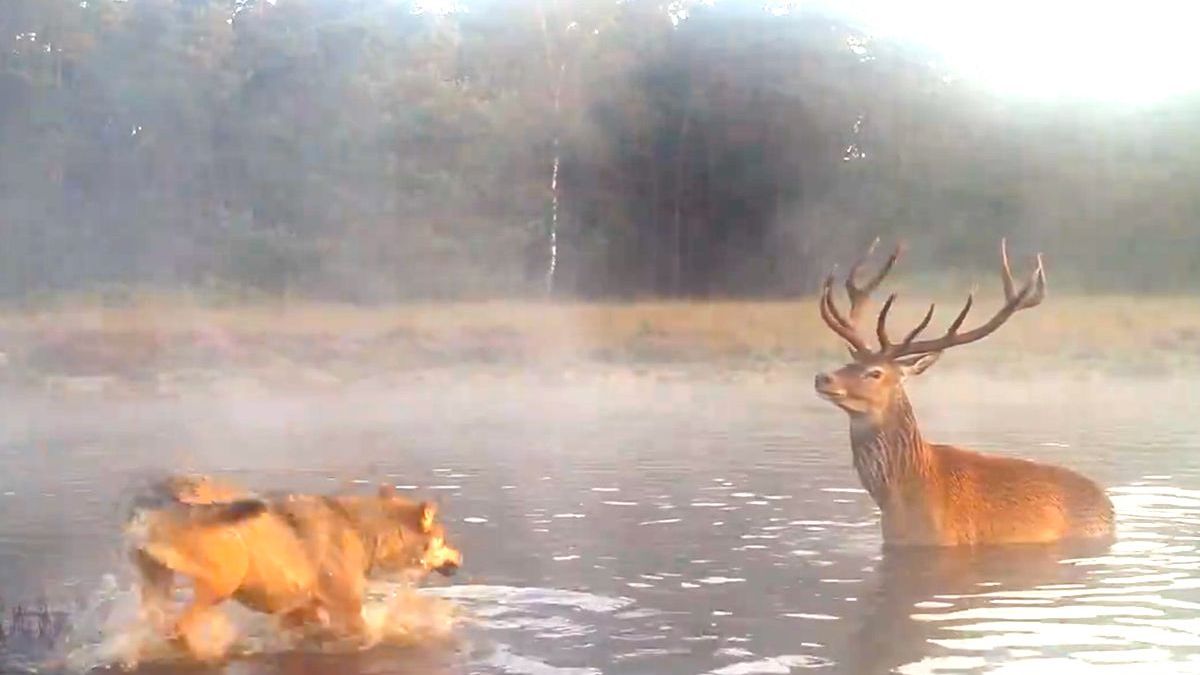 Edelhert wil niet op menu terechtkomen van wolven op de Veluwe