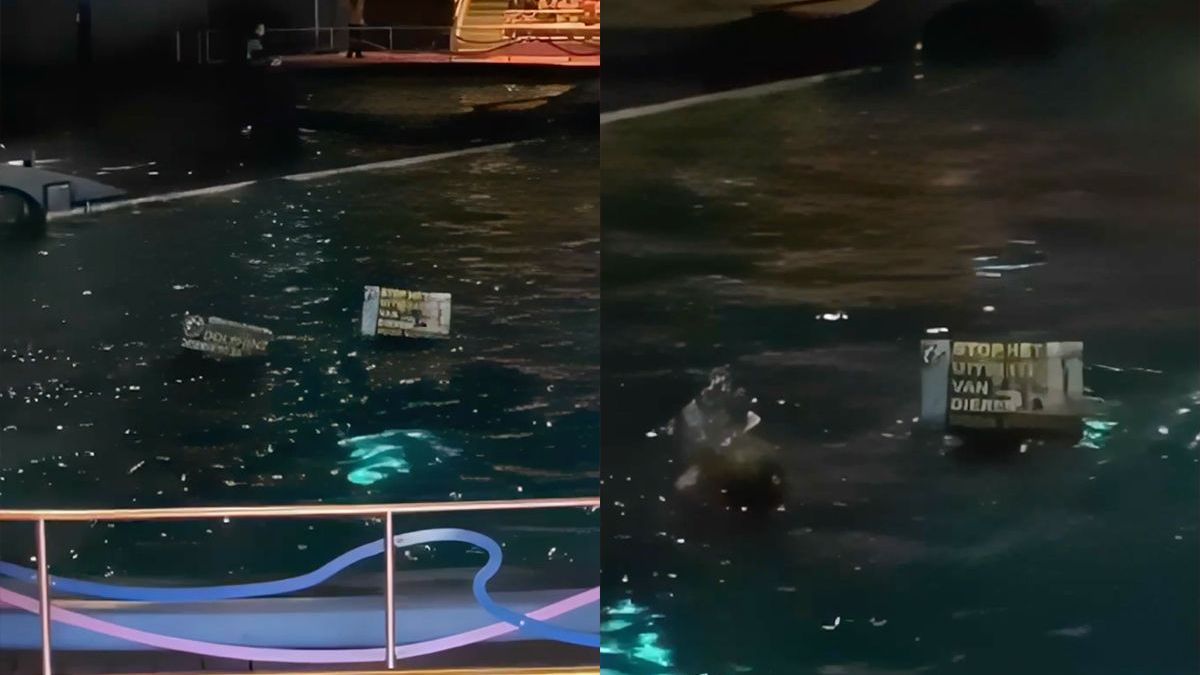 Gezellig dagje Dolfinarium: dolfijnenshow verstoord door dierenactivisten