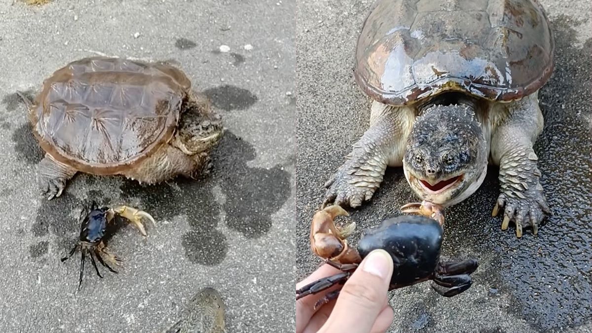 Nee, je volgende huisdier wordt toch maar geen bijtschildpad