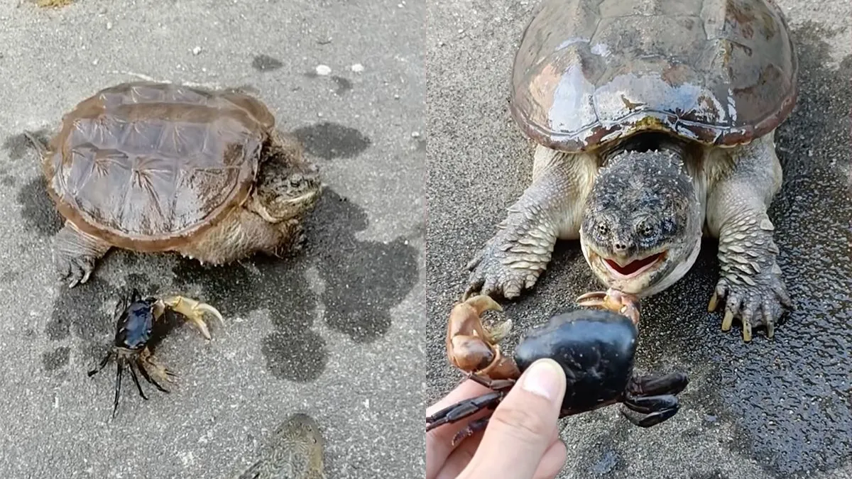 thumb vk nee je volgende huisdier wordt toch maar geen bijtschildpad