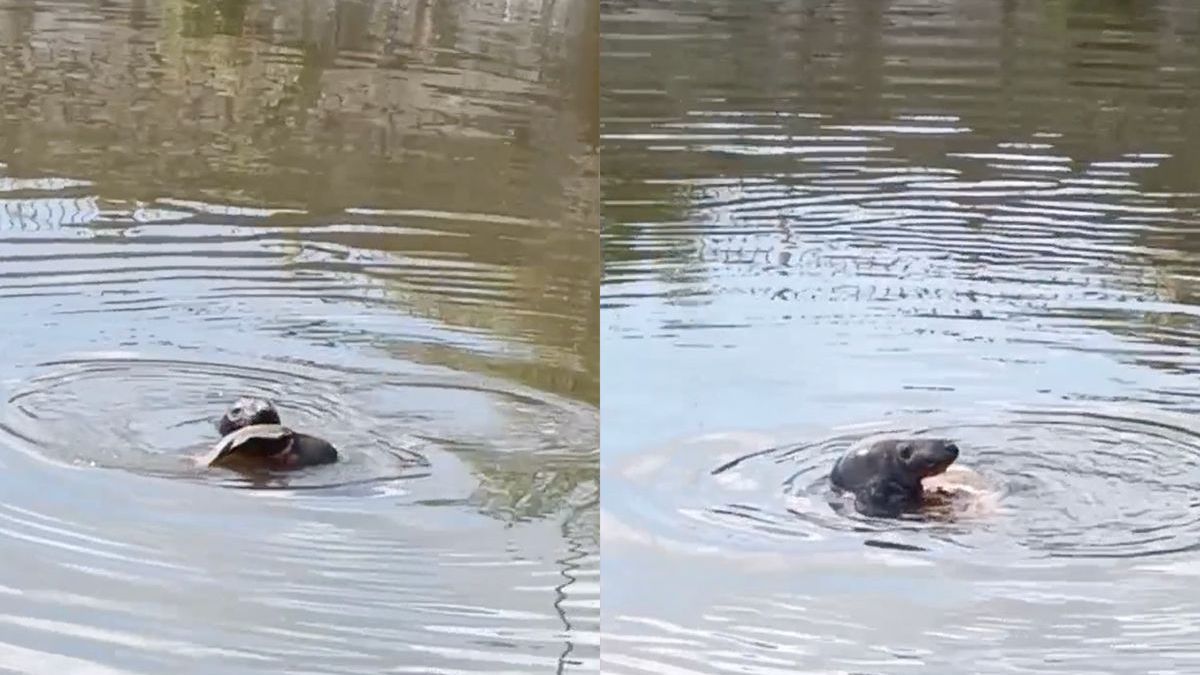 Zeehond in binnenstad van Gent heeft karper gevangen