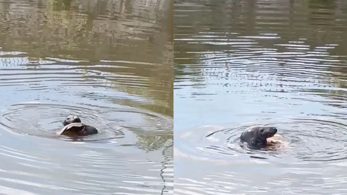thumb vk zeehond in binnenstad van gent heeft karper gevangen