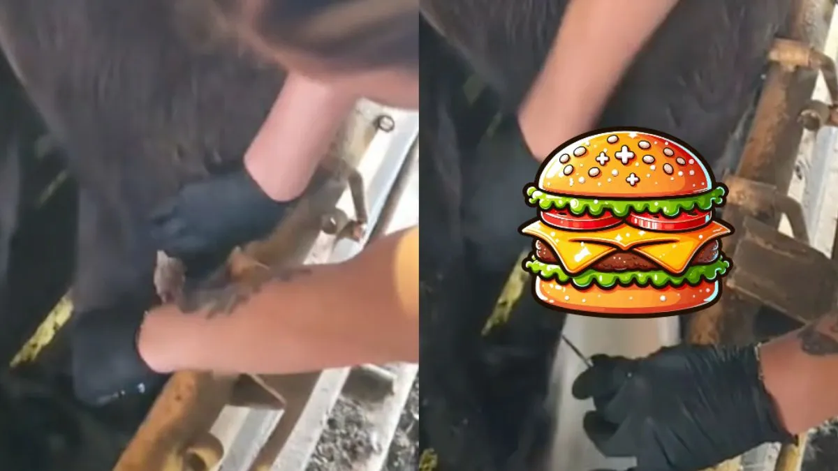 thumb cow pop burger
