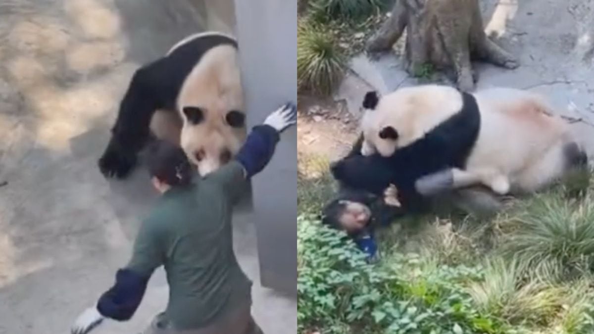 Panda DingDing had een beetje een rebelse dag in de Chongqing Zoo