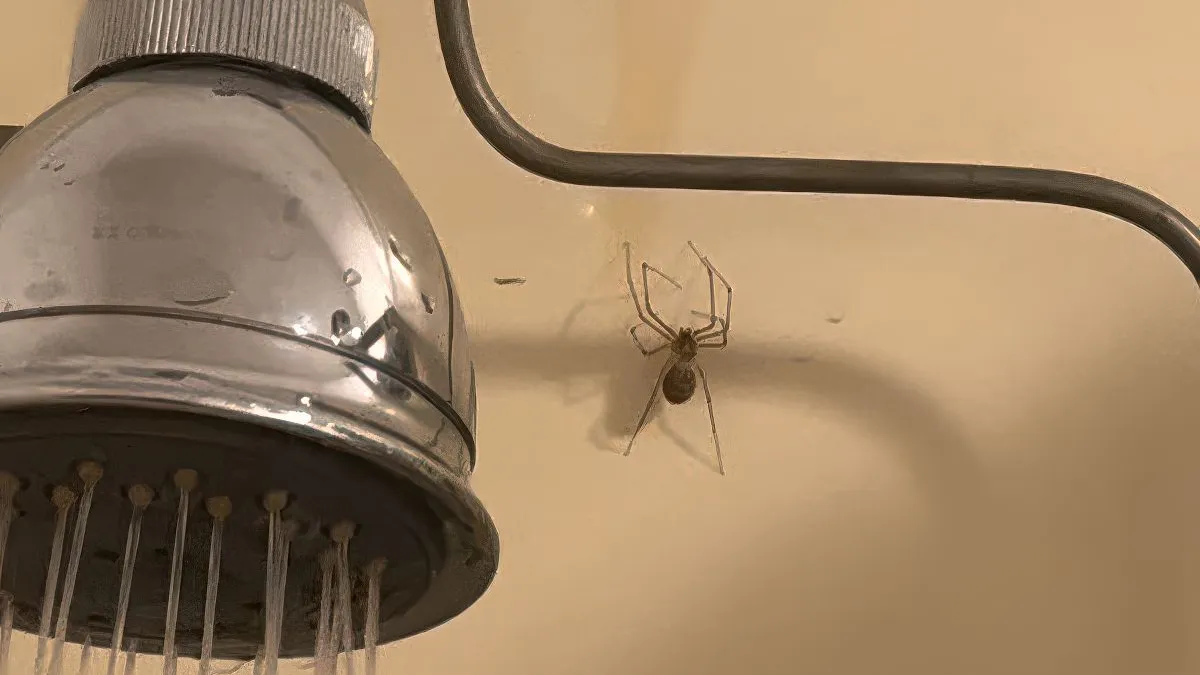 thumb vk australie nee in oklahoma kun je ook nare verrassingen onder de douche tegenkomen