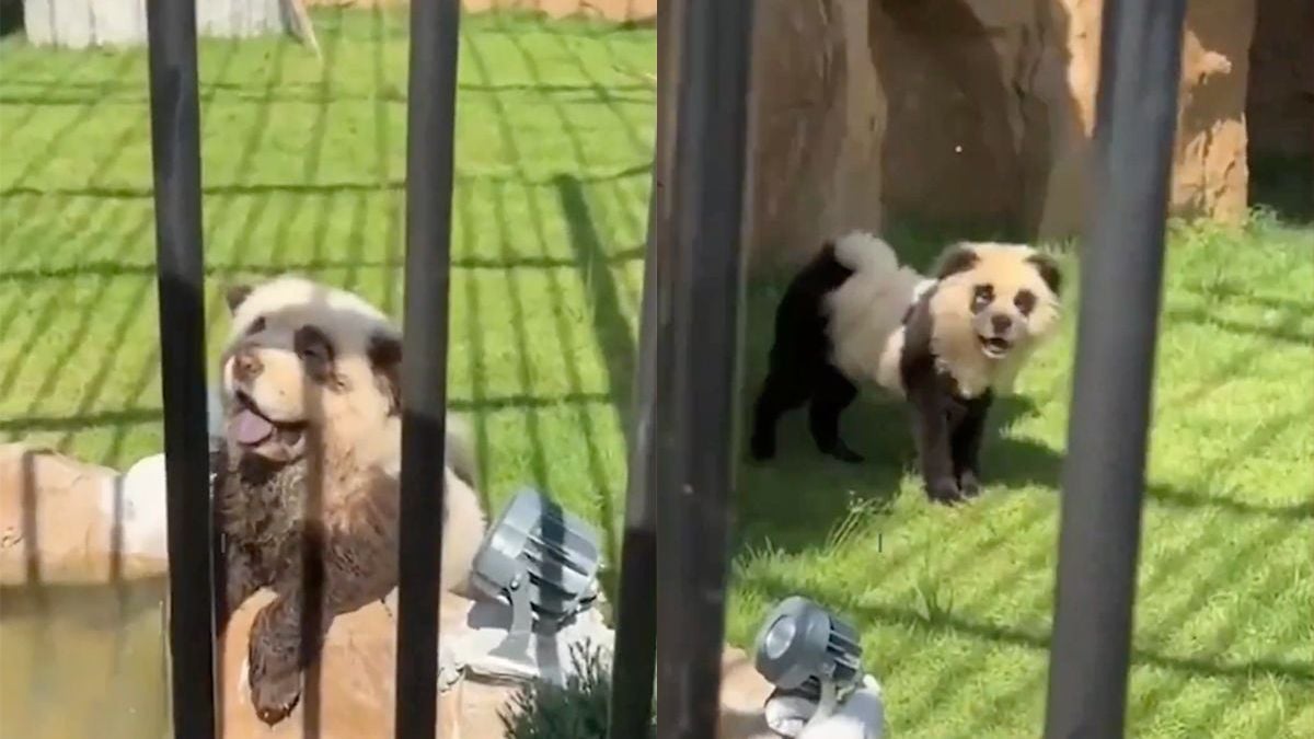 Chinese dierentuin kan geen panda's krijgen, dus verven ze honden als panda's