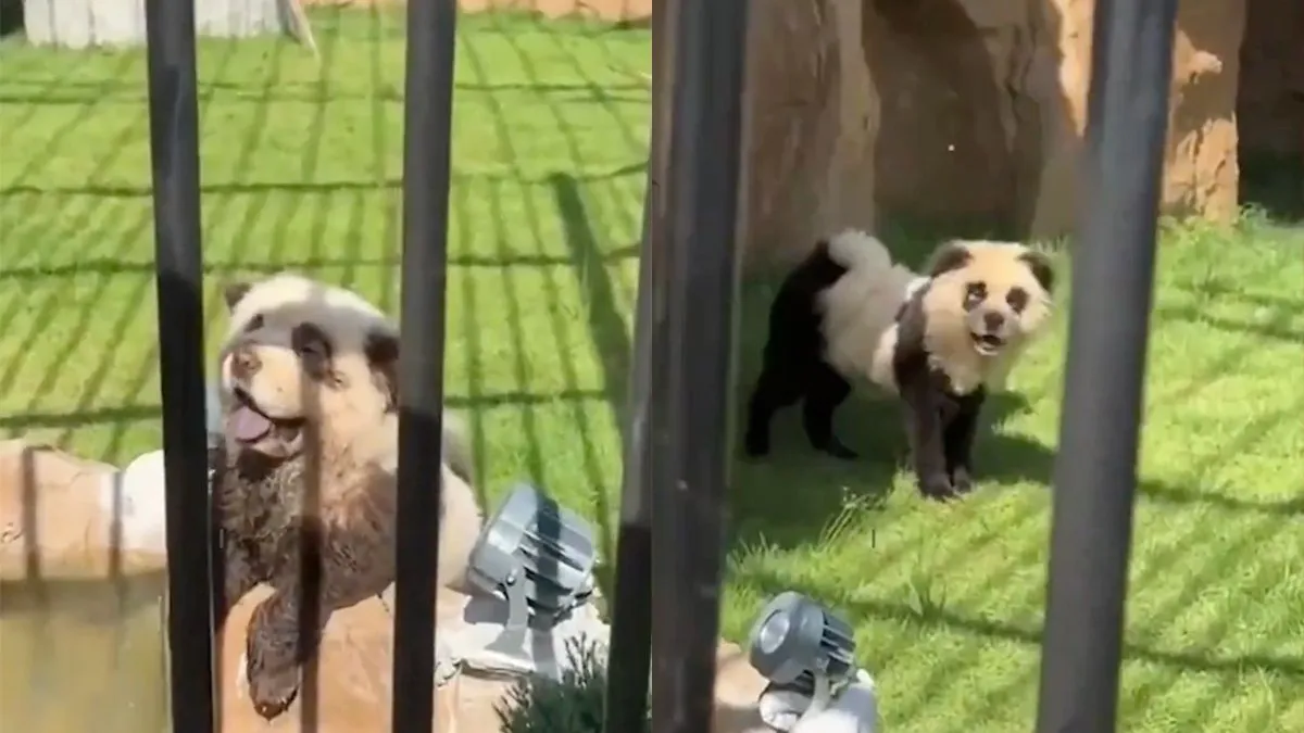 thumb vk chinese dierentuin kan geen pandas krijgen dus verven ze honden als pandas