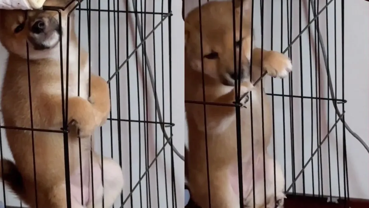 thumb vk hond neemt zn baasje in de zeik maar dan letterlijk