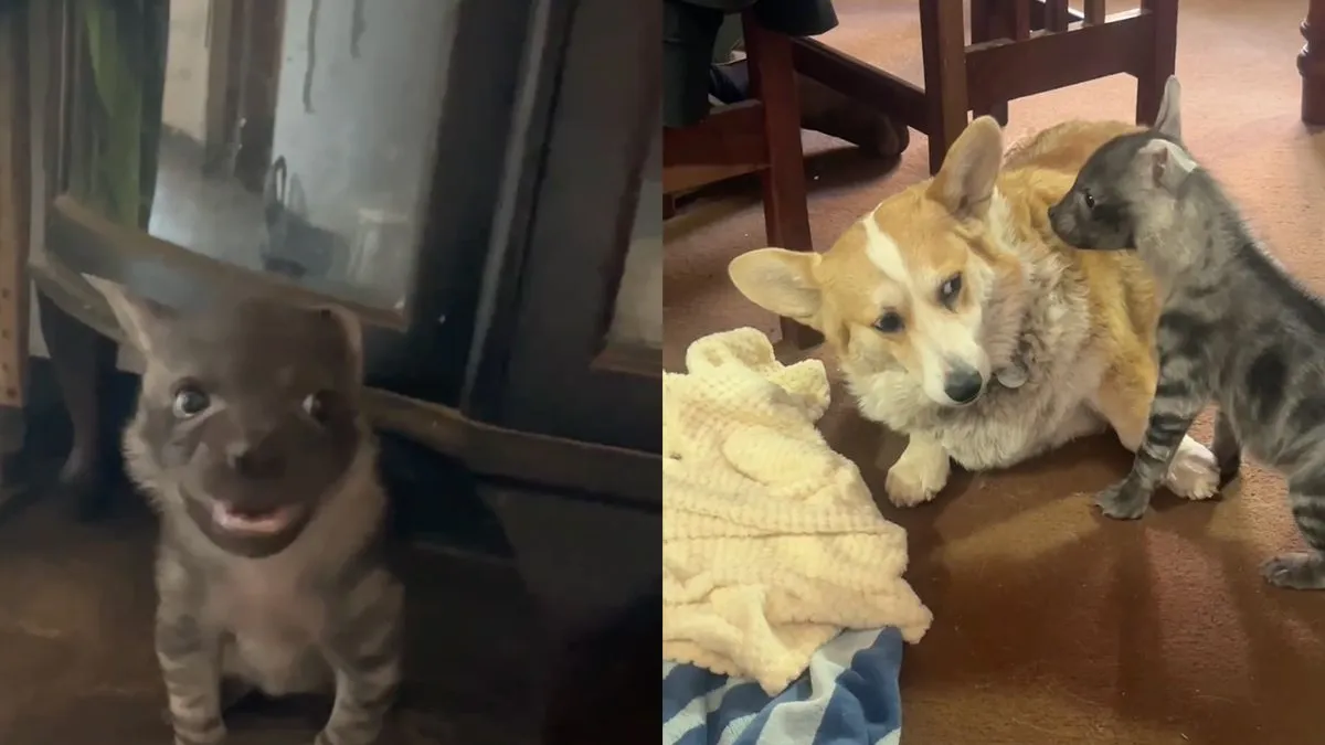 thumb vk koop je een puppy via de lokale marktplaats blijkt het een baby hyena te zijn