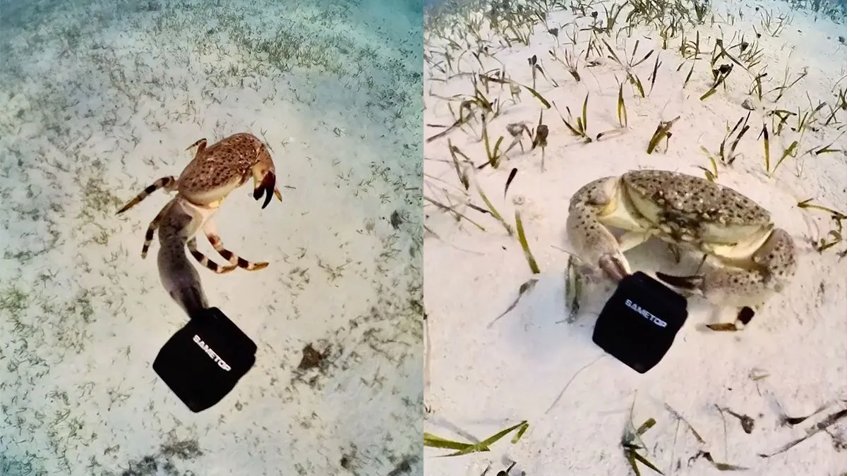 thumb vk krab gaat er met duiker zijn camera vandoor