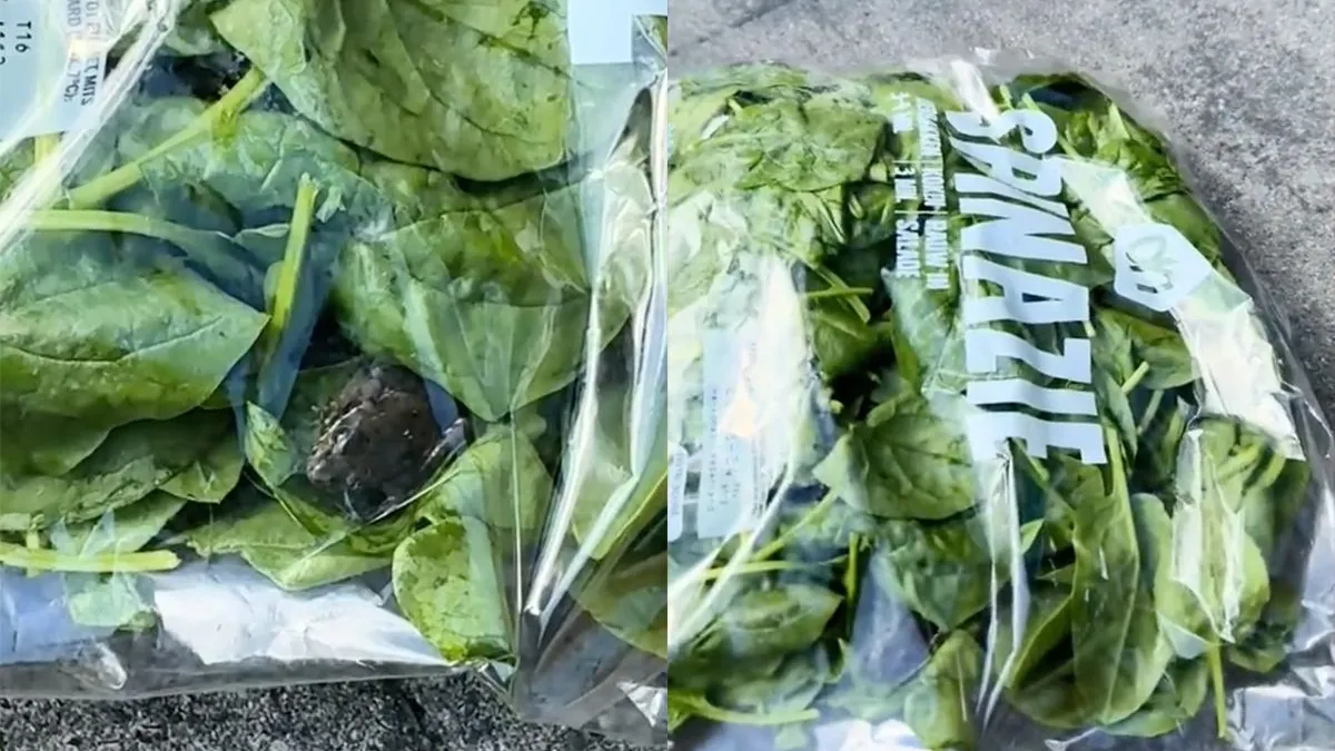 thumb vk lekker vers ingredient in de spinazie van ah een kikker