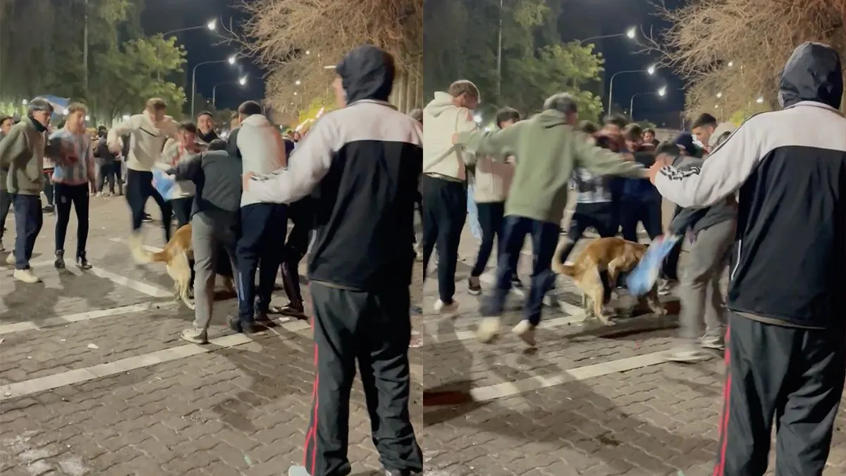 thumb vk niet alleen voor deze toeschouwers is het feest ook voor de hondjes