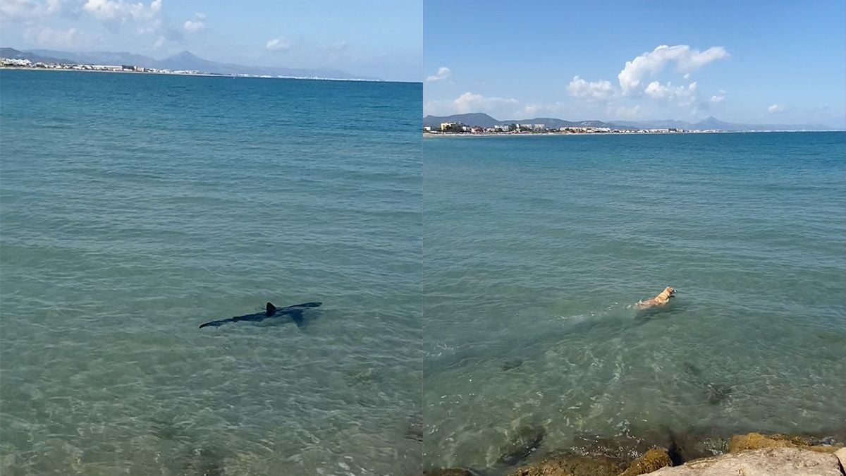 Spannend moment voor baasje: Hond en haai zwemmen samen in het Spaanse Alicante