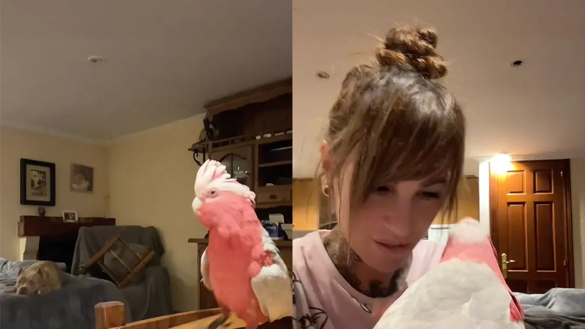 thumb vk vogel kan nu al terugkijken op een topweekend