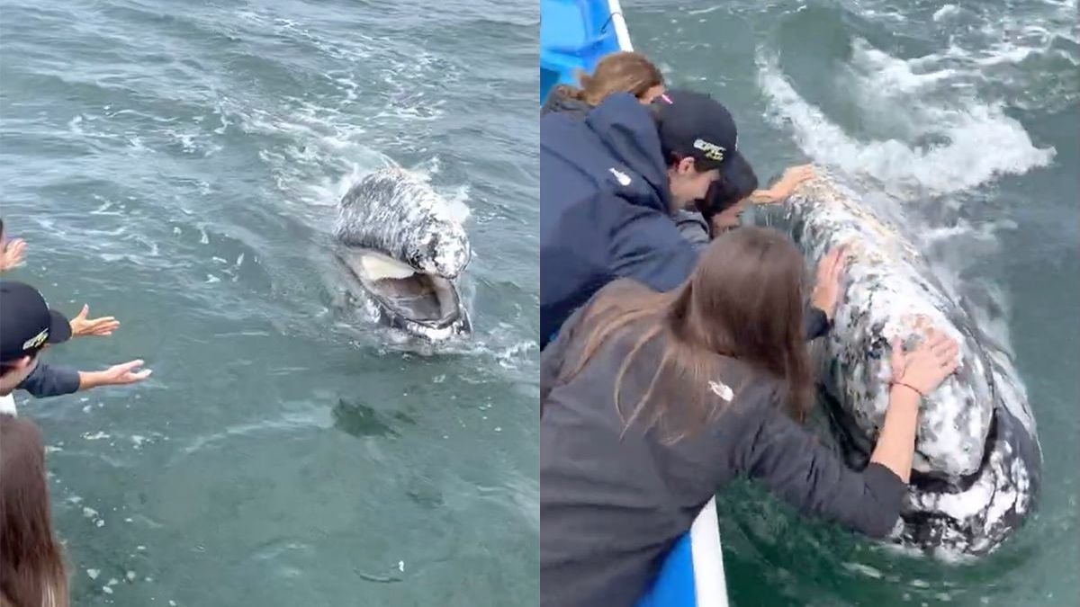 Walvis komt gedag zeggen in Golf van Californië