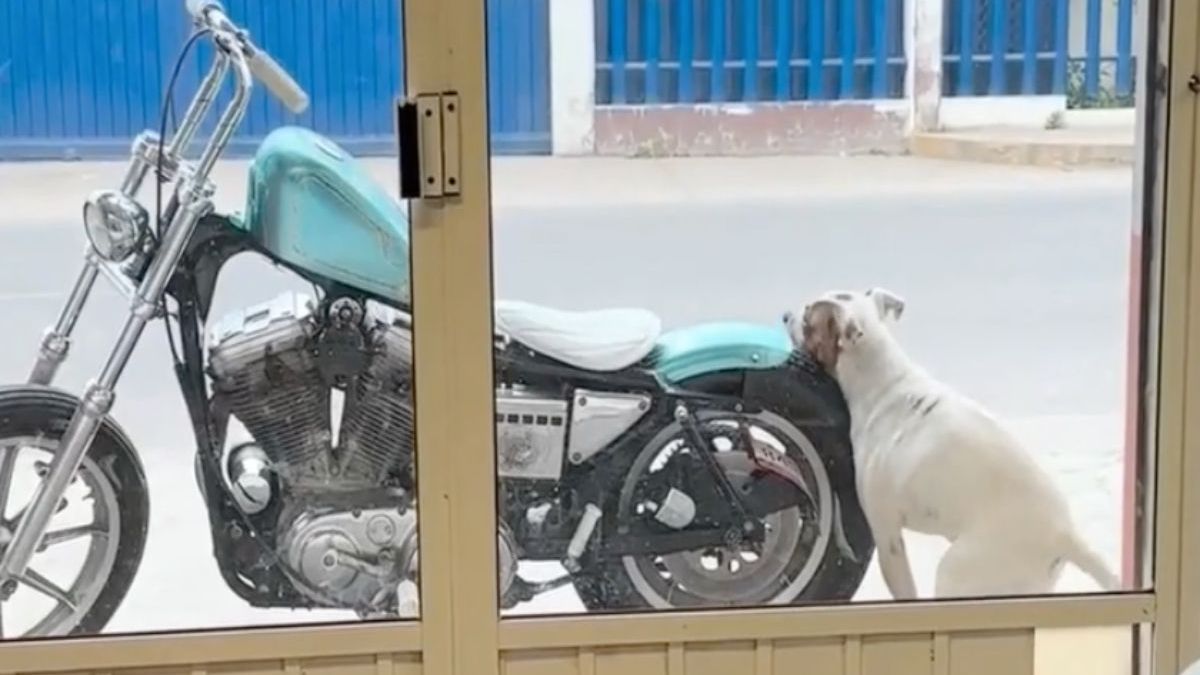 Hondje gaat wel heel lekker op achterzijde van motorfiets