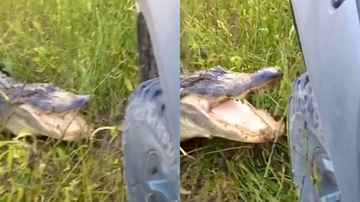 Alligator had het even helemaal gehad met bumper en gaat over op slopen