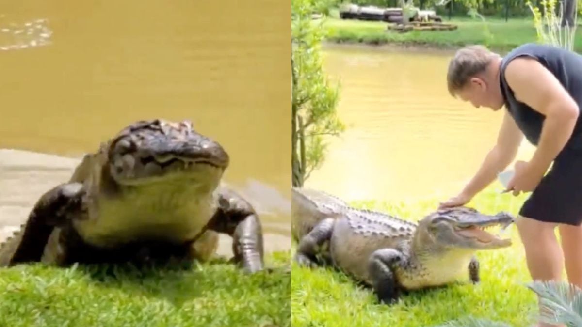 Florida Man heeft geen hond, hij heeft een gigantische alligator