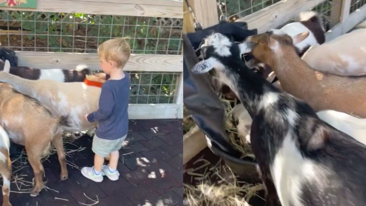 Let een beetje op met wat je zegt tijdens een bezoek aan de kinderboerderij