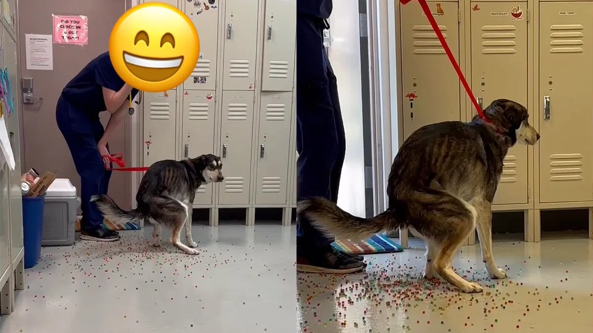 thumb vk als je hond iets kleurrijks eet wordt uitlaten een feestje
