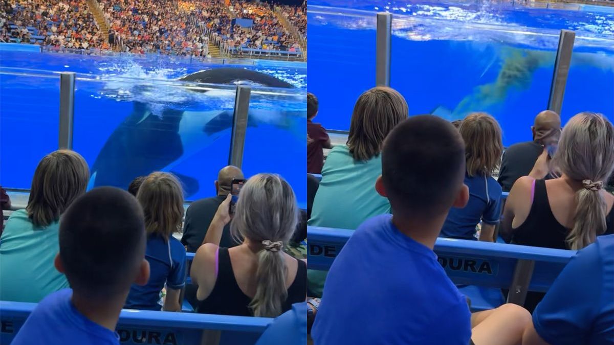 Ga naar een Orka show zeiden ze, dat is leuk zeiden ze, totdat Orka moest poepen
