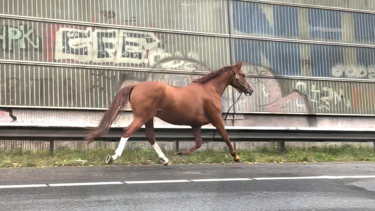 Geschrokken paard loopt op snelweg A12 in Rotterdam