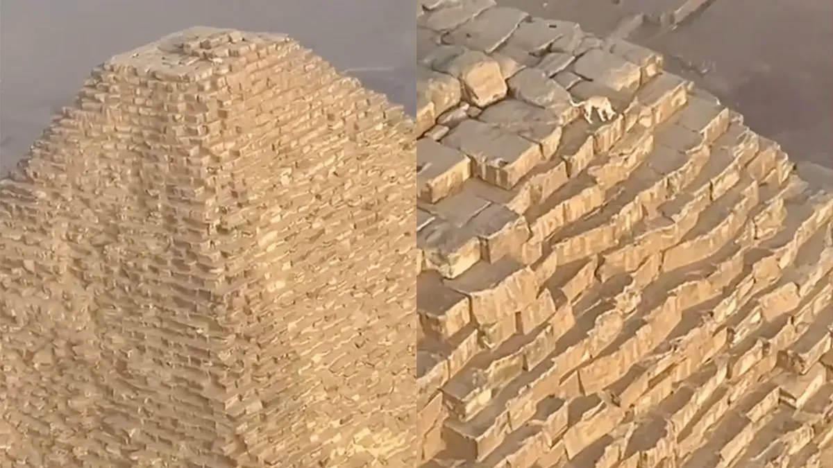 thumb vk hond gespot bovenop piramide van gizeh in egypte