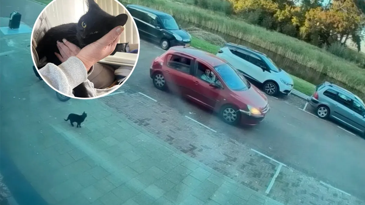 thumb vk kat mickey werd op klaarlichte dag ontvoerd in rozenburg maar is gelukkig weer thuis