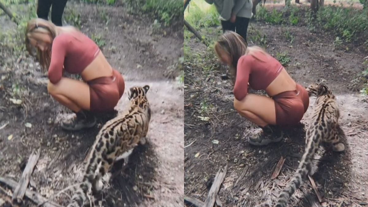 Luipaard neemt een hapje van wat lekkers