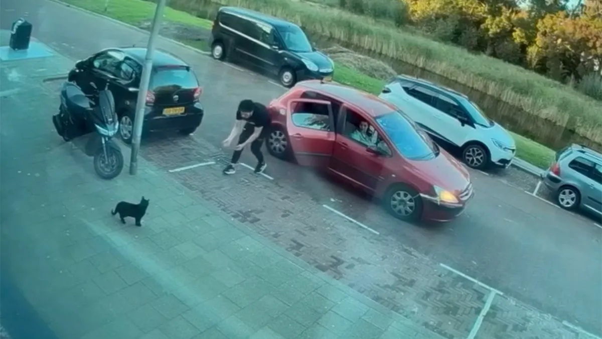thumb vk schokkende beelden van de ontvoering van kat mickey in rozenburg op klaarlichte dag