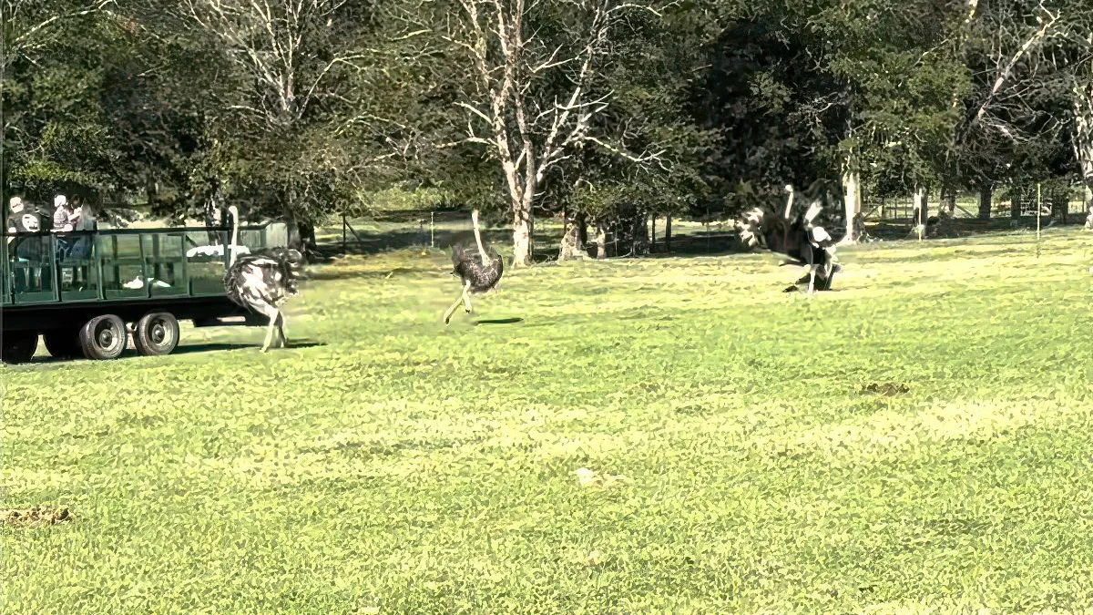 thumb vk tripje naar safaripark gaat fout aangevallen door struisvogels