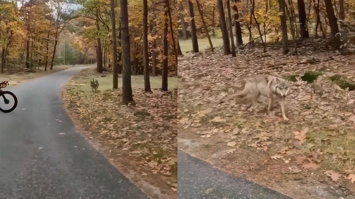 Wolf niet bang en wandelt op zijn gemak op wielrenners af