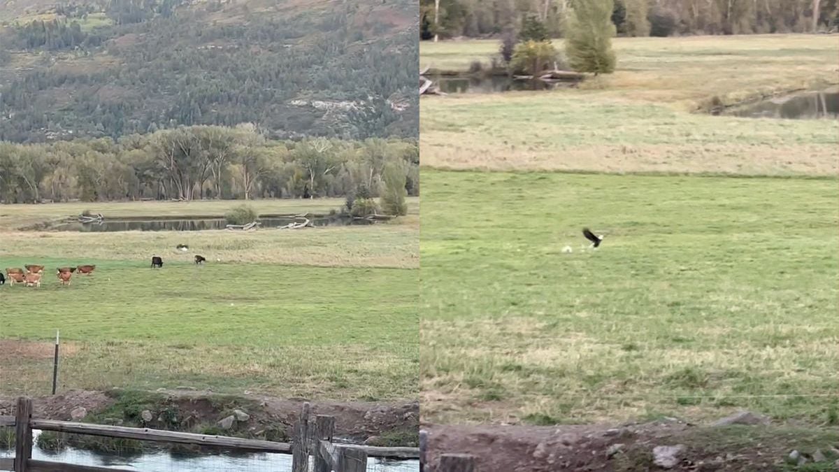 Zo is de natuur ook: Kip moet vluchten voor Amerikaanse zeearend