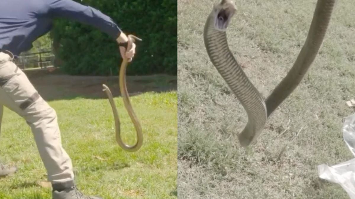 Aussie slangenvanger heeft handen vol aan een van de gevaarlijkste slangen ter wereld