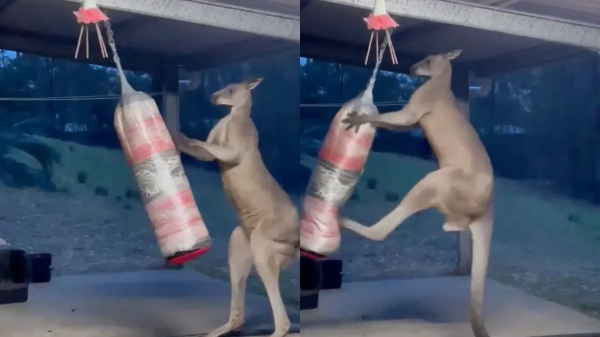 thumb roo kick