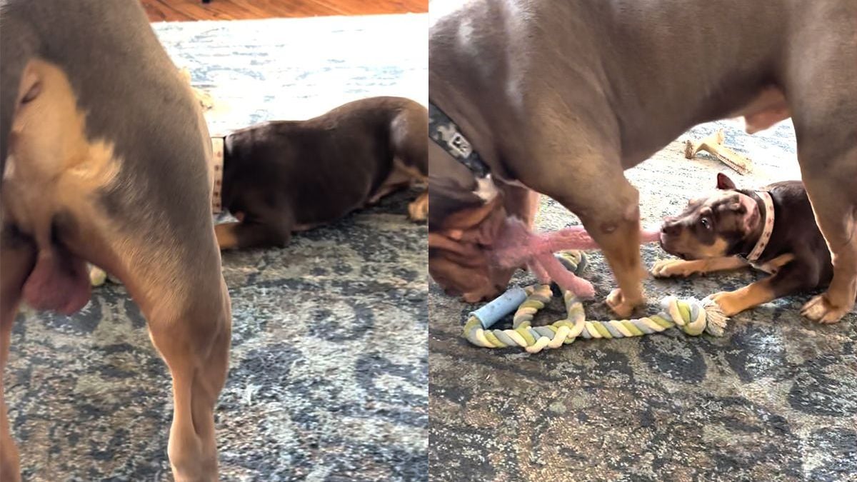 Deze twee honden worden waarschijnlijk geen vrienden