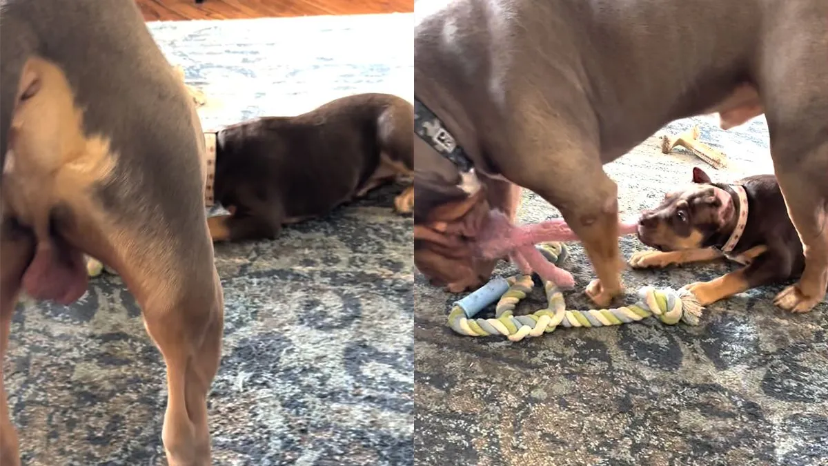thumb vk deze twee honden worden waarschijnlijk geen vrienden