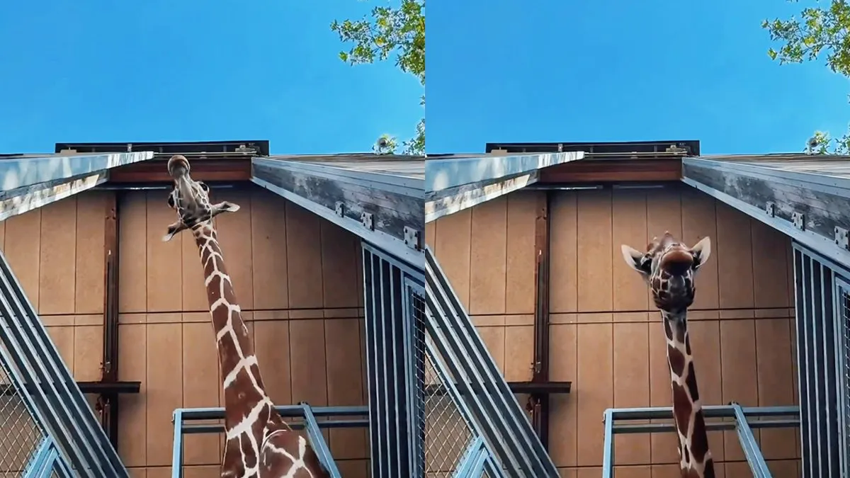 thumb vk giraffen zorgen voor mooie beelden na laten vallen telefoon