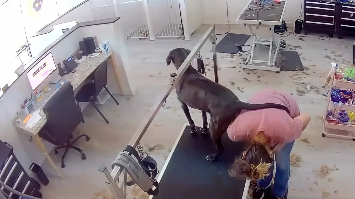 thumb vk hond heeft hele andere plannen tijdens knipbeurt