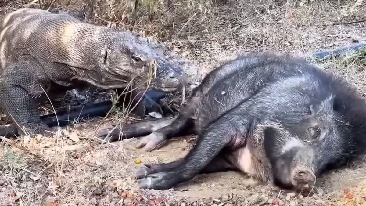 Komodovaraan heeft absoluut geen zin om te wachten totdat het wilde zwijn dood is