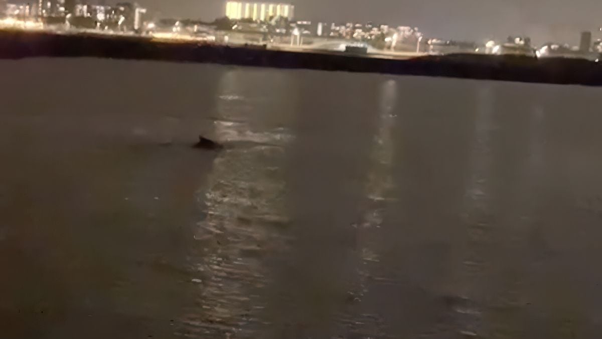 Vissâhs weite ut zeikâh: spotten heuse walvis bij de pier in Scheveningen