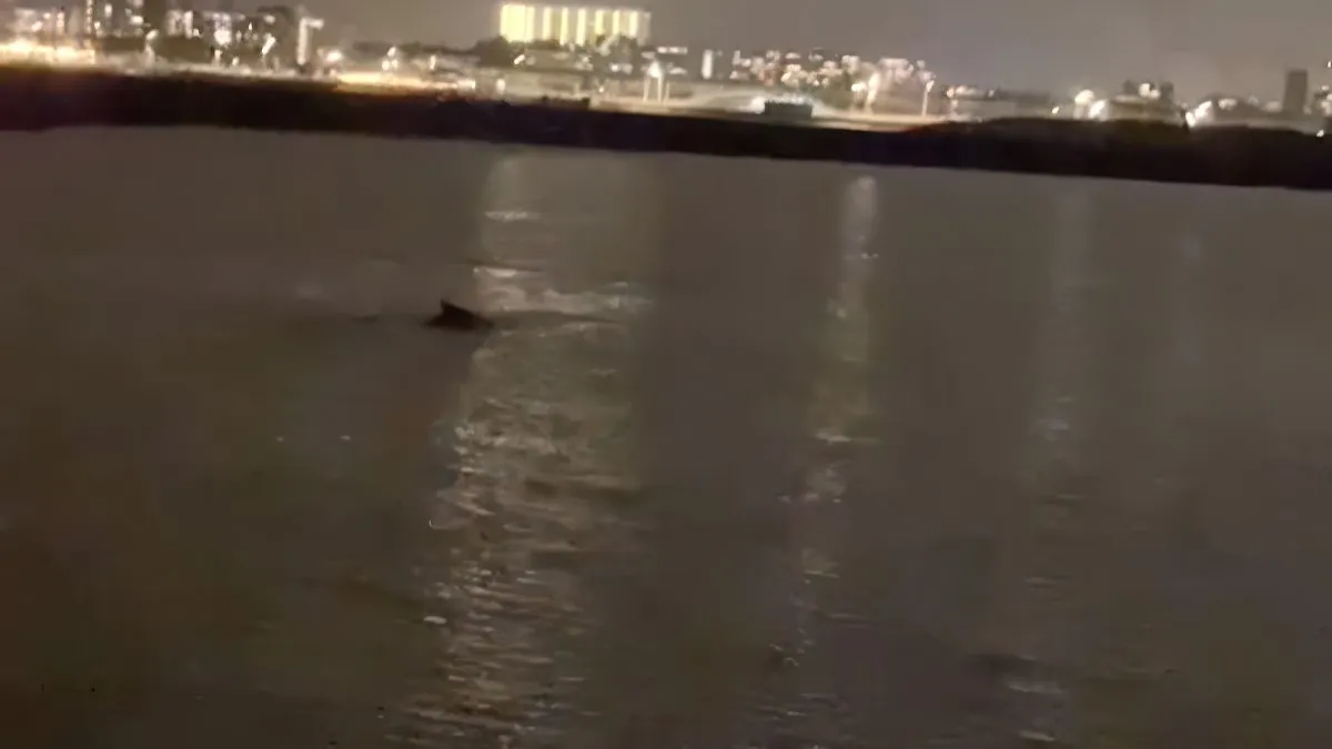 thumb vk vissers spotten een walvis in scheveningen