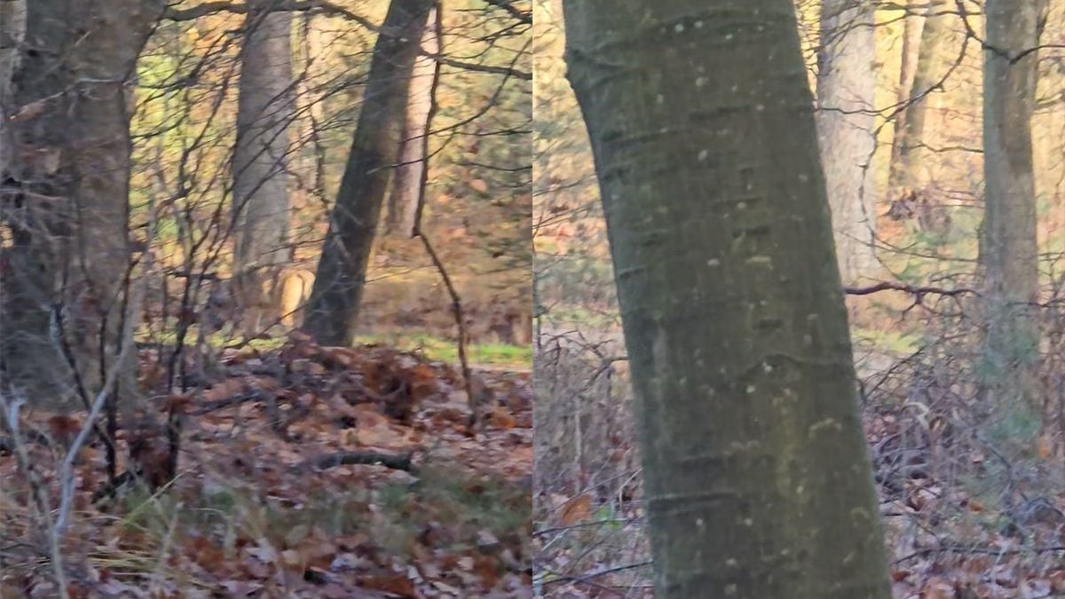 Wolven in Vierhouten zitten mensen, hondjes en papegaai achterna