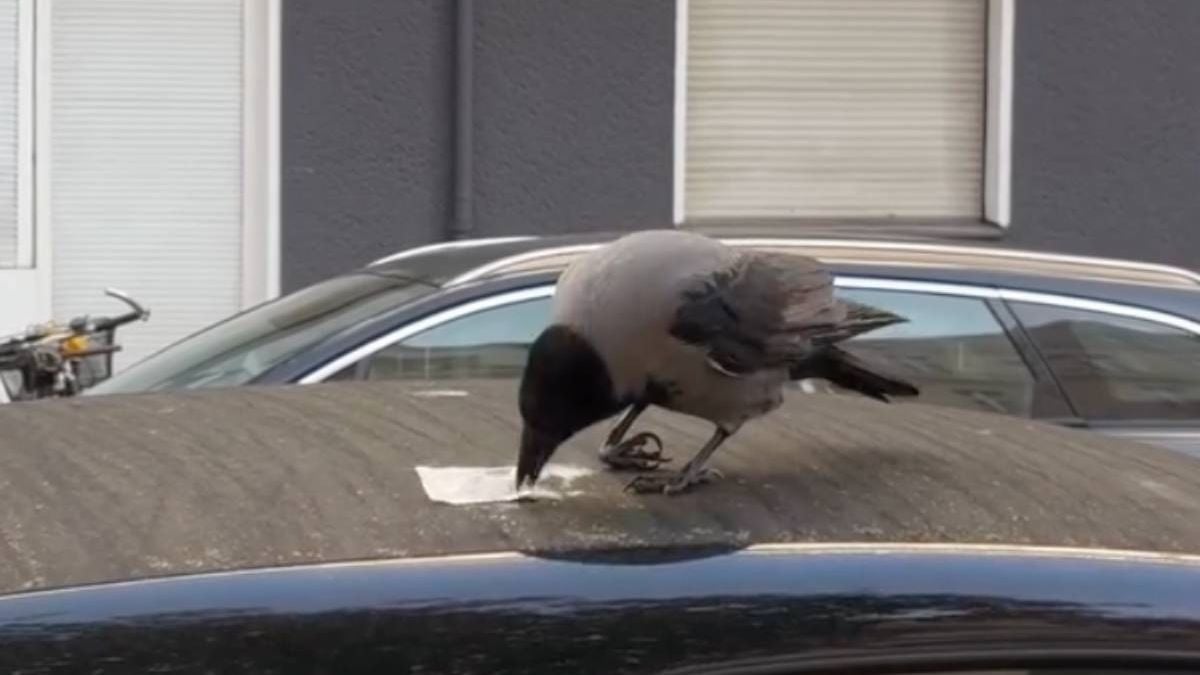 Zelfs de raven zijn soms snuifduiven in Berlijn