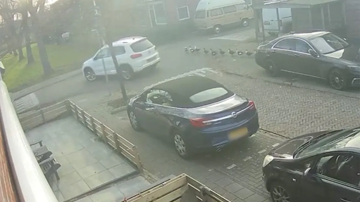 thumb vk automobilist in wormerveer ziet eenden over het hoofd en rijdt ze plat