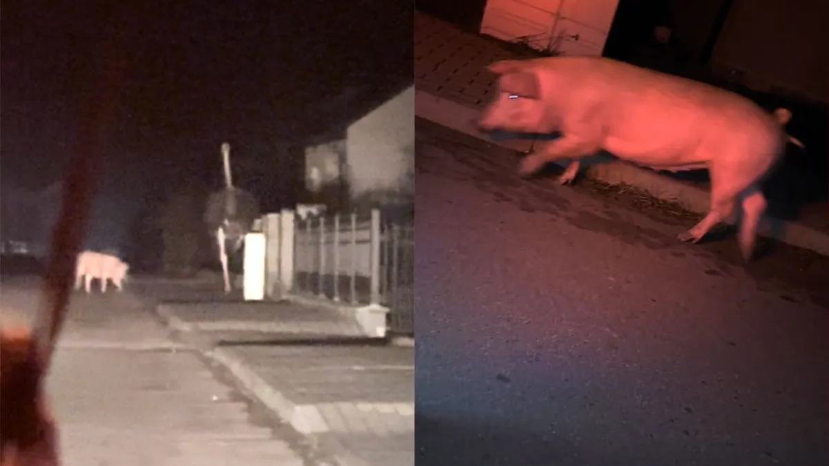 thumb vk dit zou zomaar een briljante film over een struisvogel en een varken kunnen zijn