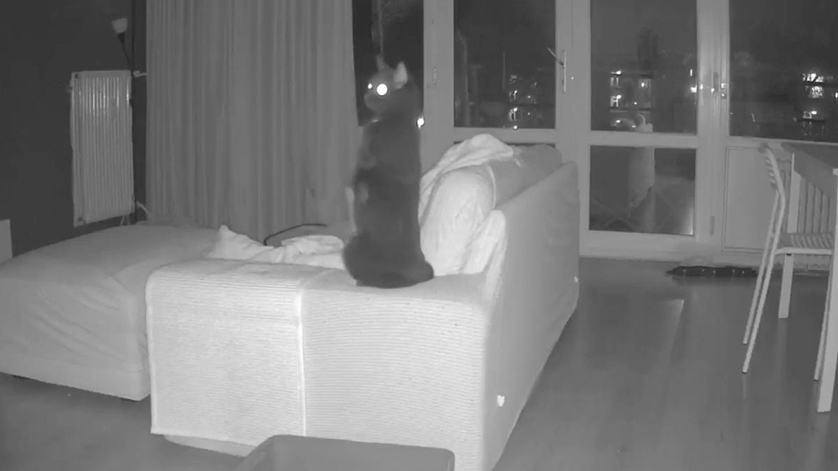 Kattencamera en beveiligingscamera hebben explosies in Den Haag vastgelegd