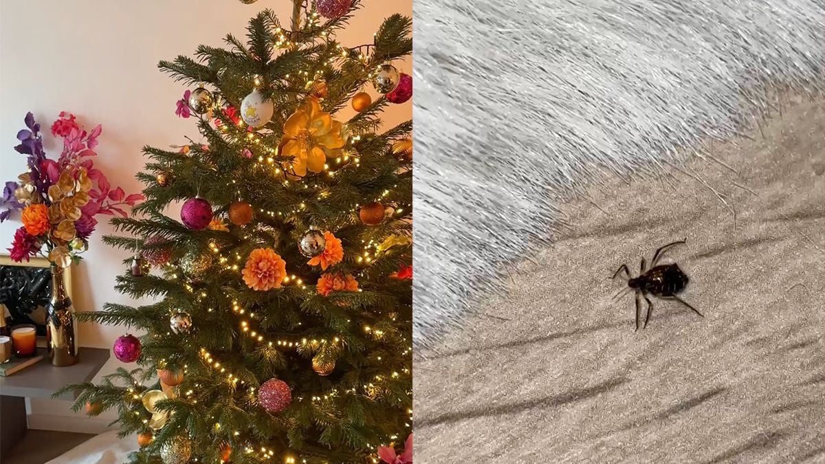 Kerst is nog niet geweest, maar de boom gaat eruit... Takluizen-plaag in huis...